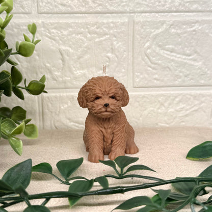 Teddy Hund