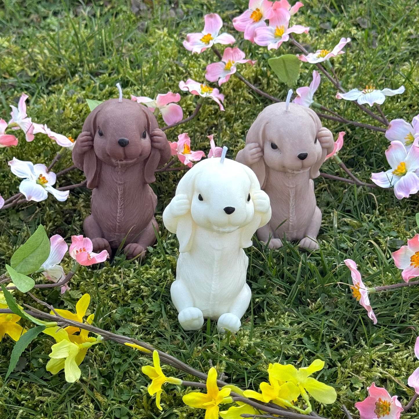 Hase (hört nichts)